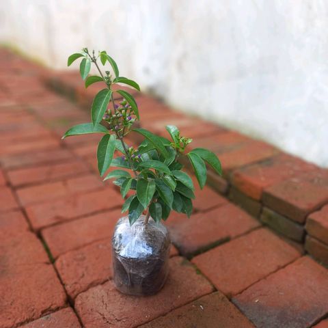 Mansoa Hymenaea Garlic Vine
