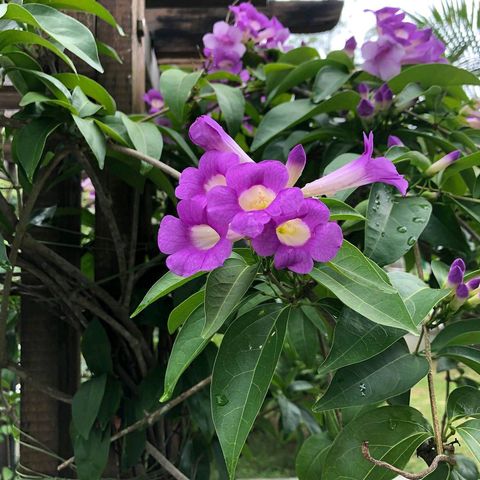Mansoa Hymenaea Garlic Vine