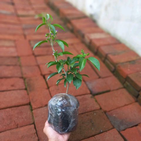 Mansoa Hymenaea Garlic Vine
