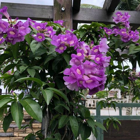 Mansoa Hymenaea Garlic Vine