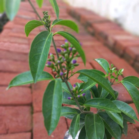 Mansoa Hymenaea Garlic Vine