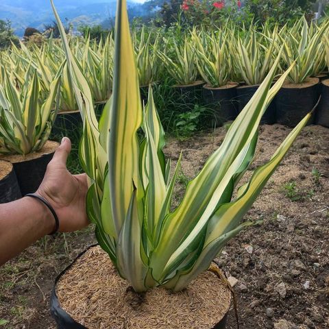 Fascinating Facts About Furcraea Foetida