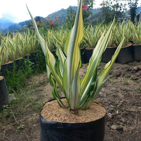 Fascinating Facts About Furcraea Foetida