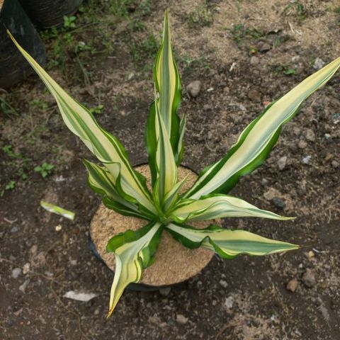 Fascinating Facts About Furcraea Foetida