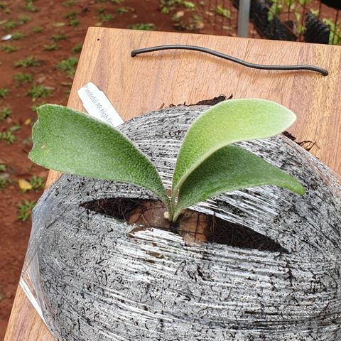 P. Veitchii Auburn River pup – HCorchids