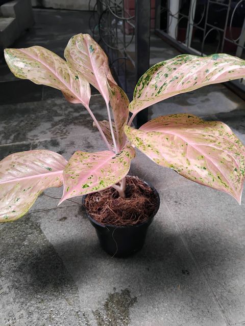 Aglonema Orange Gold Star