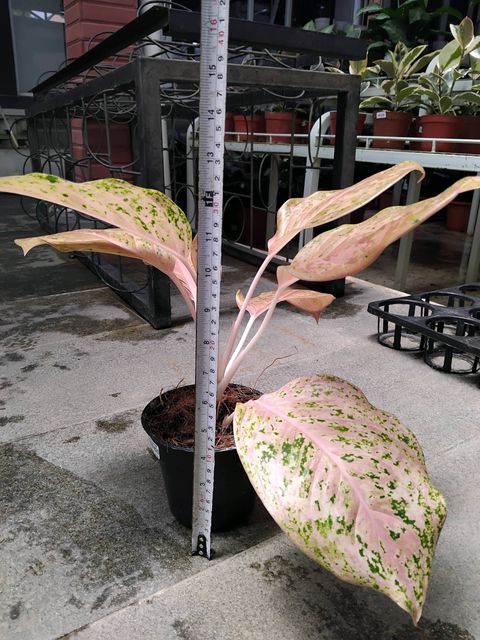 Aglonema Orange Gold Star