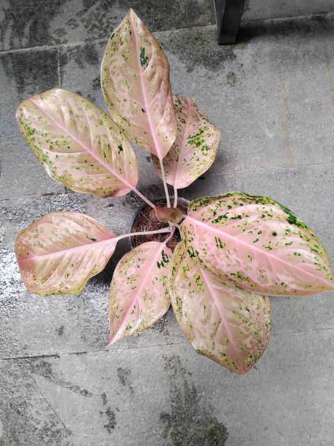 その他観葉植物 Aglaonema Orange Gold Star アグラオネマ オレンジゴールドスター 4.5号ポット 個体B(現品