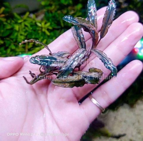 Variegated Buchepandra A Stunning Aquatic Creation