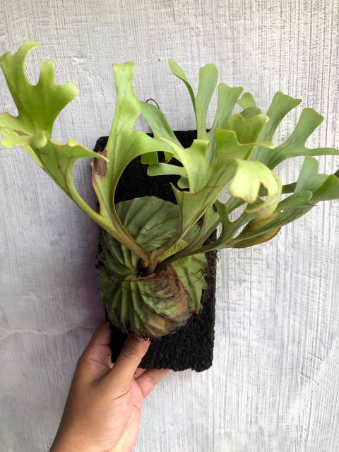 Platycerium 'Mr.Yot hybrid' OC pup