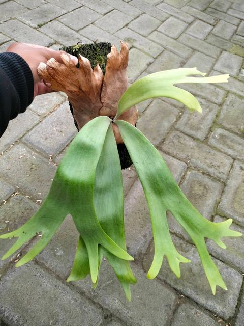 Best Platycerium Choices and the Latest Products Best Platycerium Choices and the Latest Products