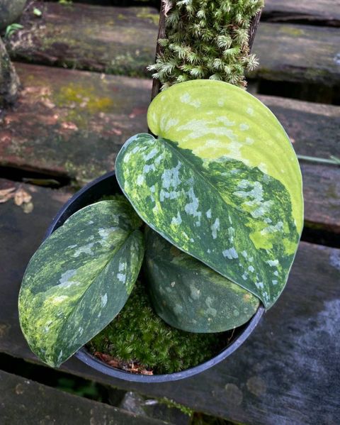 【予約販売】本 Scindapsus Sentarum Variegated その他観葉植物