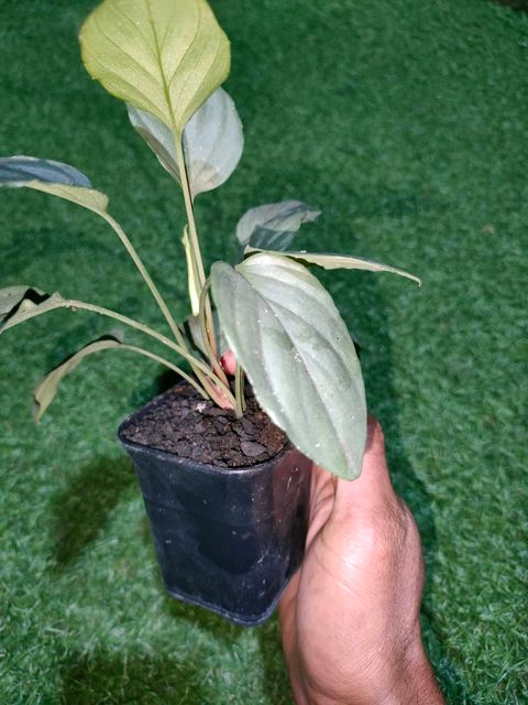 Kn便　Homalomena sp. Silver powder Singkep Homalomena sp. Silver Powder Pulau Singkep KN便 / ホマロメナ