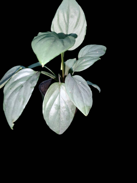 Homalonena sp. Silver leaf 【AZ0517-23】 Homalomena sp
