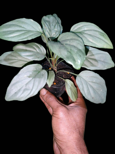 Homalomena Sp Silver