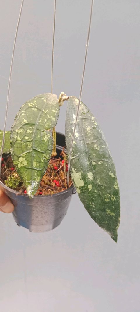 Hoya Clemensiorum Splash
