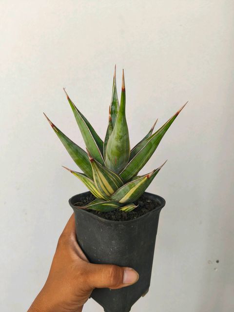 専用　Sansevieria pinguicula Longifoli Sansevieria pinguicula