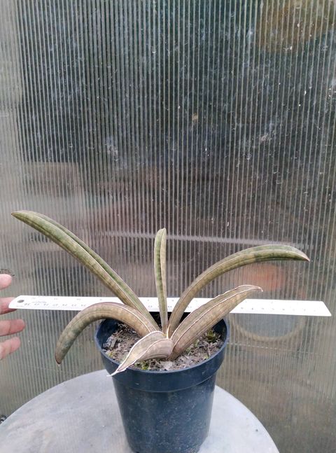Sansevieria Pink Bat