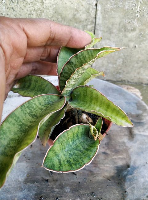 Sansevieria Tiger Blue