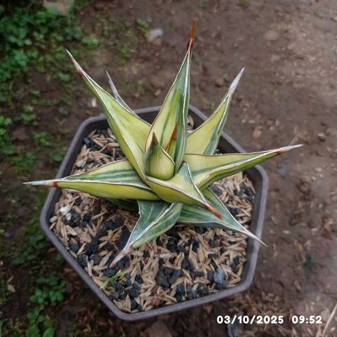 専用　Sansevieria pinguicula Longifoli Sansevieria 'Pinguicula' - Gabbar Farms