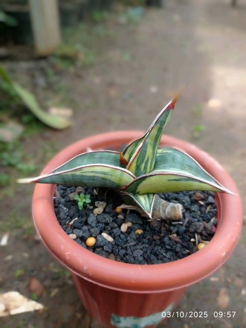 Sansevieria Rorida Variegated