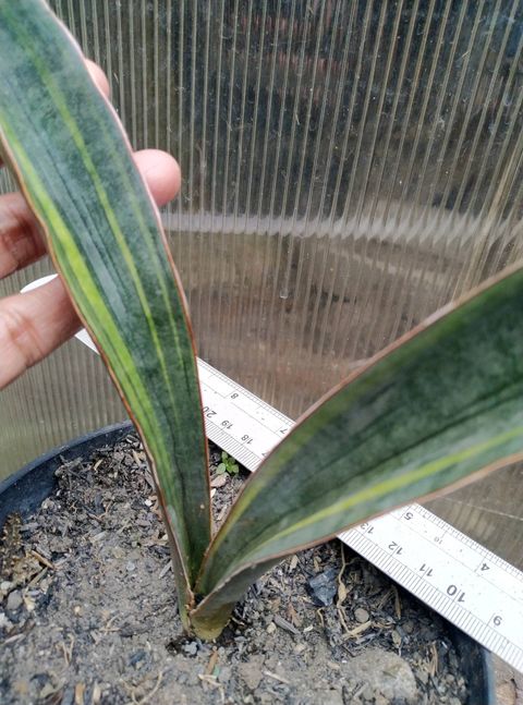 EMP サンセベリア スリ パトゥム Sri pathum / SA351 サンセベリア