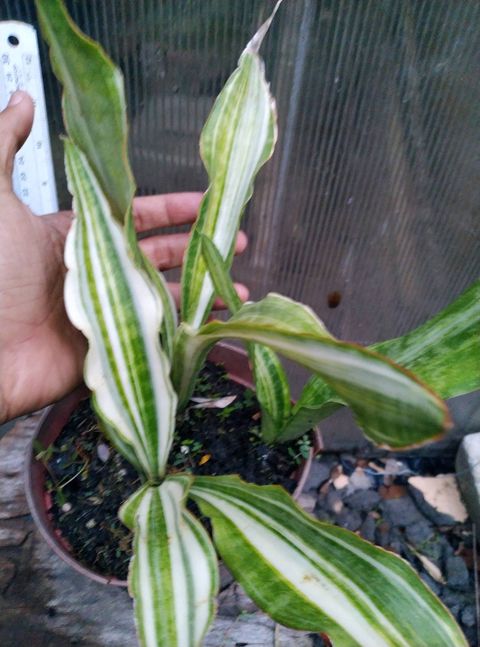 Best Sansevieria Choices and the Latest Products