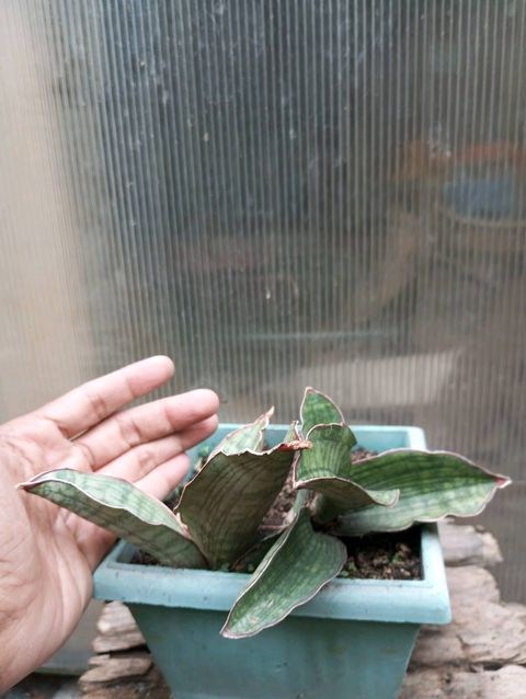 Sansevieria Scimitariformis Silver